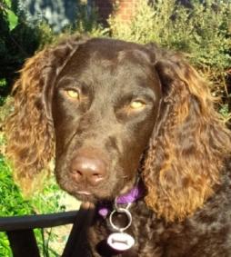 Murray River Curly Coated Retriever Breed Information: History, Health ...